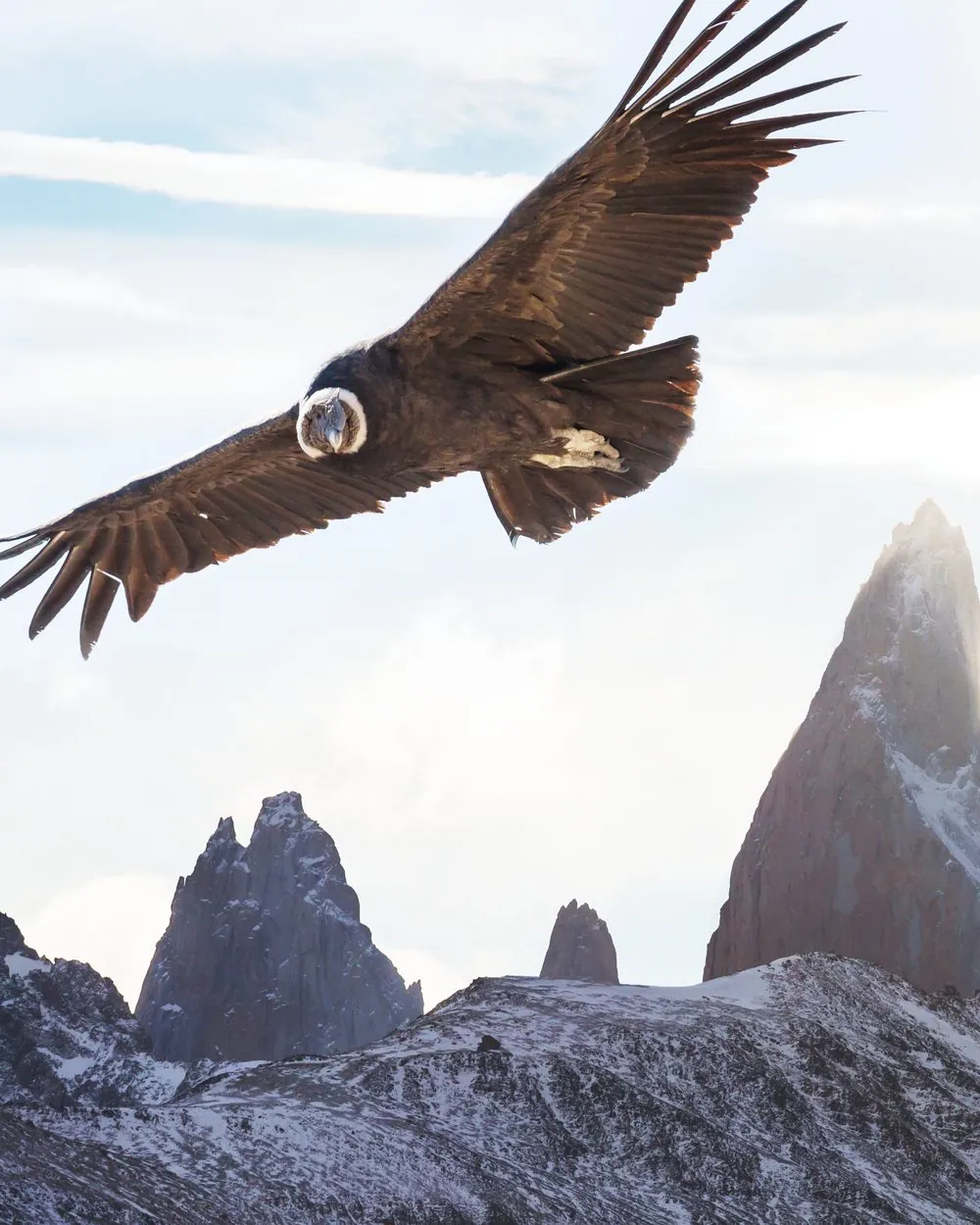 An Andean condor soaring above the snow-capped peaks of the Andes, the Condor of the South