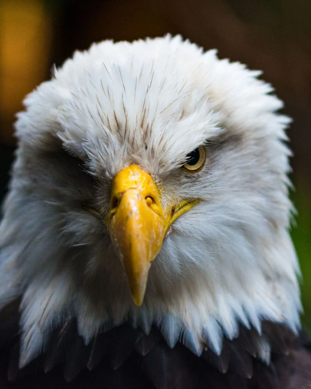 Bald eagle, representing the peoples of the North